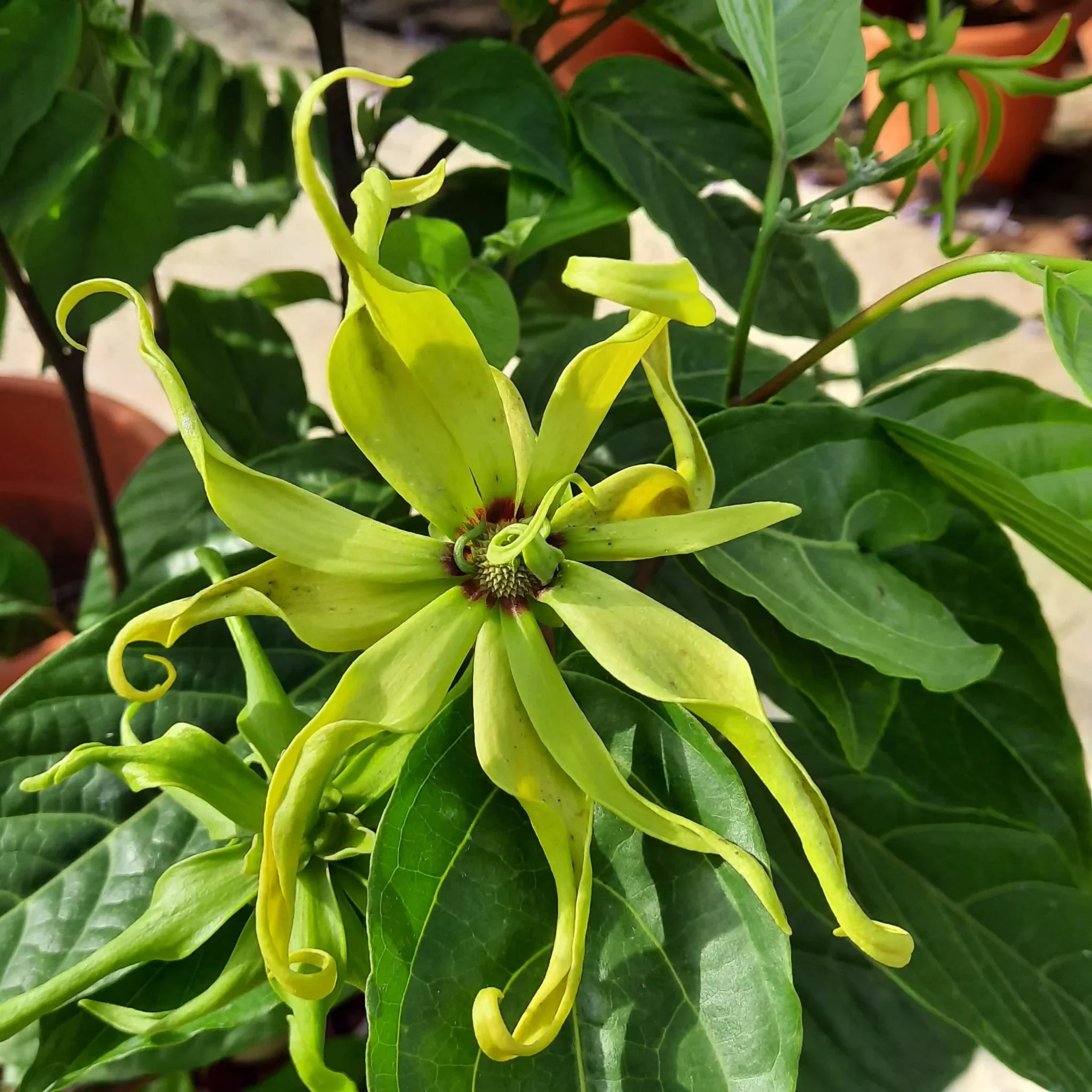 Ylang Ylang Earrings - Image 9